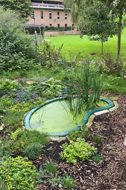 A small pond surrounded by greenery.