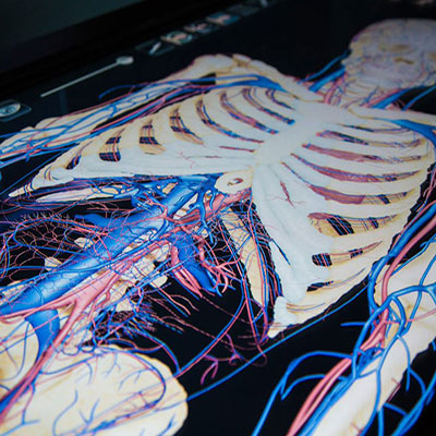 A close up of a computer-generated human skeleton.