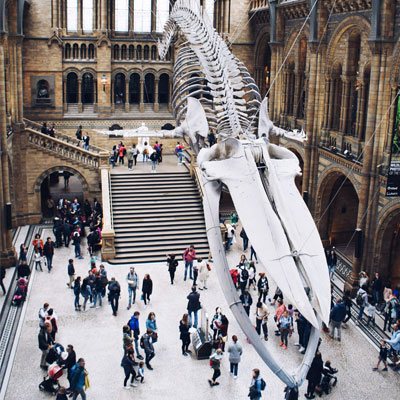 A large dinosaur skeleton in a museum.