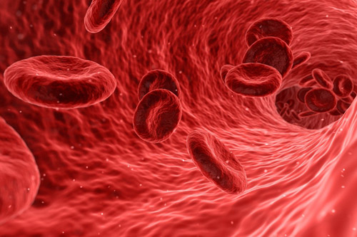 3D visualisation of blood cells travelling blood vessels