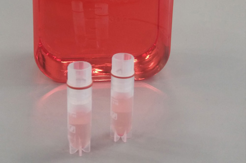 Bottle of cell culture medium and two vials containing isolated cells.
