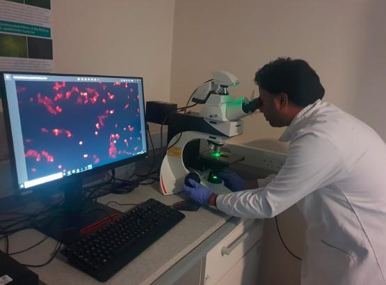 Dr Karthic Swaminathan looking through a microscope